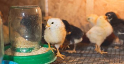 hatching-chicks-move-to-brooder